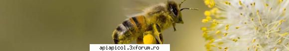 ;) produsele  albinei